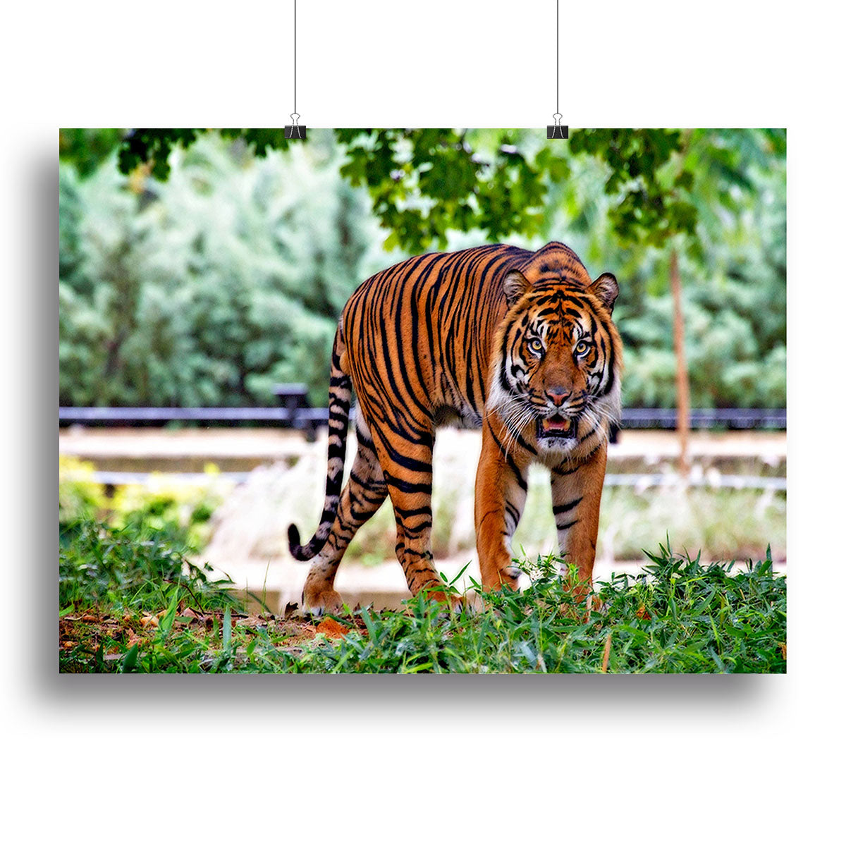 Sumatran Tiger Canvas Print or Poster - Canvas Art Rocks - 2