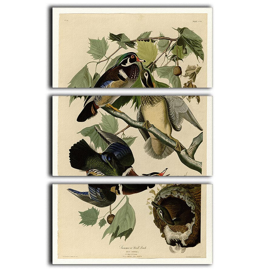 Summer Duck by Audubon 3 Split Panel Canvas Print - Canvas Art Rocks - 1