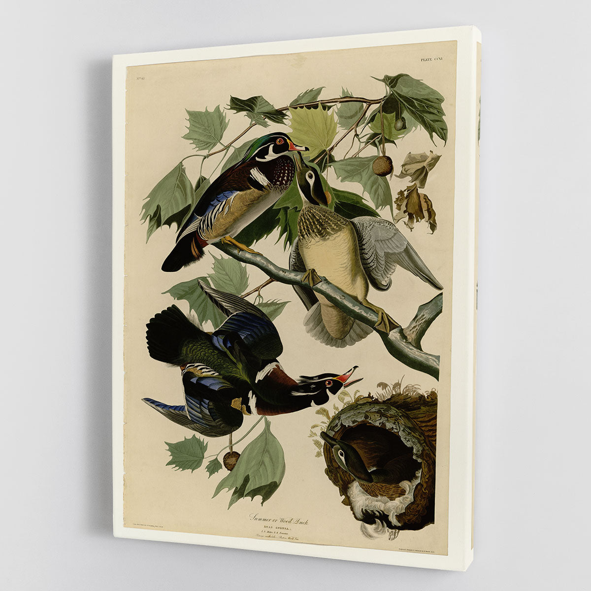 Summer Duck by Audubon Canvas Print or Poster - Canvas Art Rocks - 1