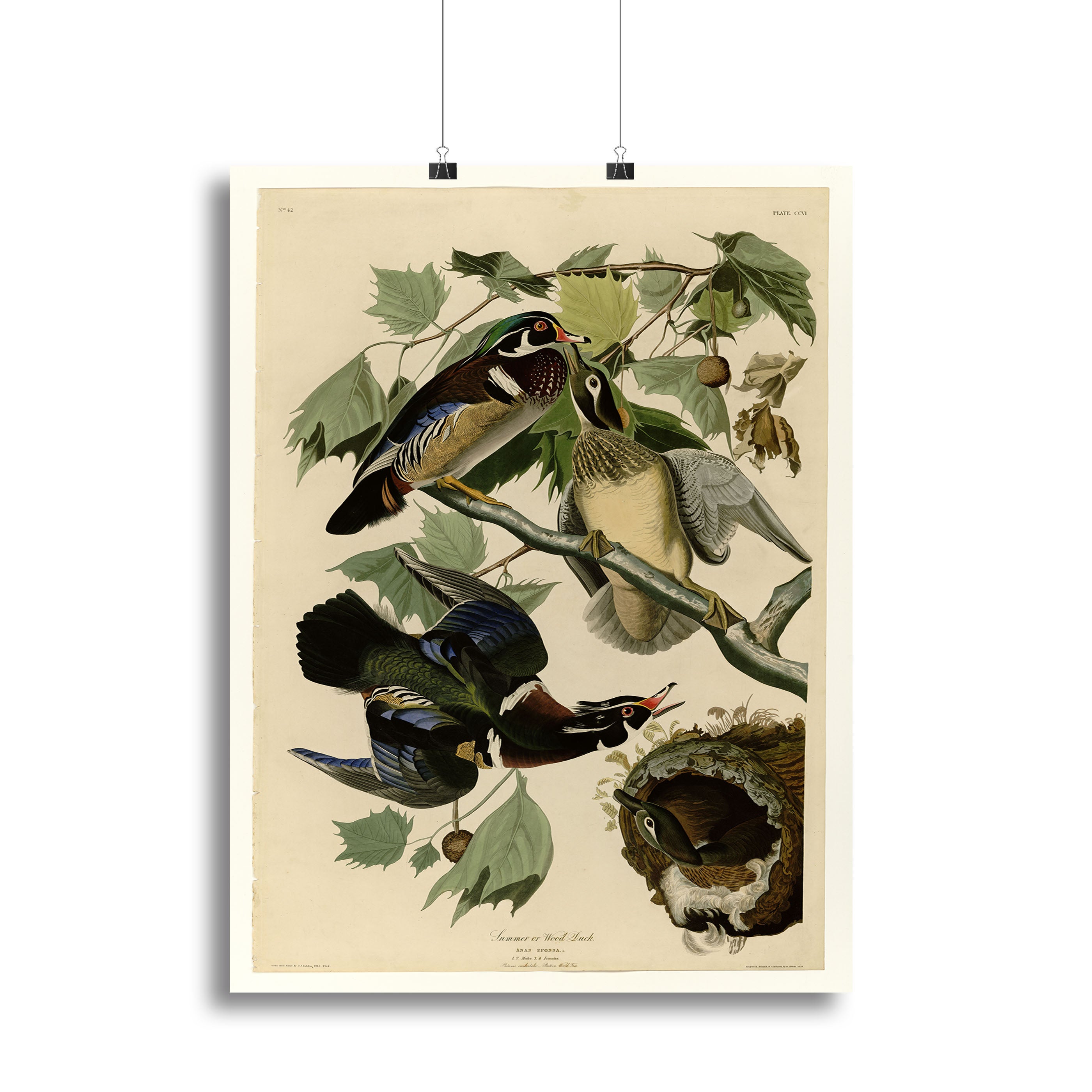 Summer Duck by Audubon Canvas Print or Poster - Canvas Art Rocks - 2