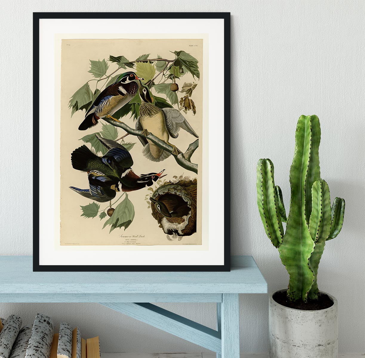 Summer Duck by Audubon Framed Print - Canvas Art Rocks - 1