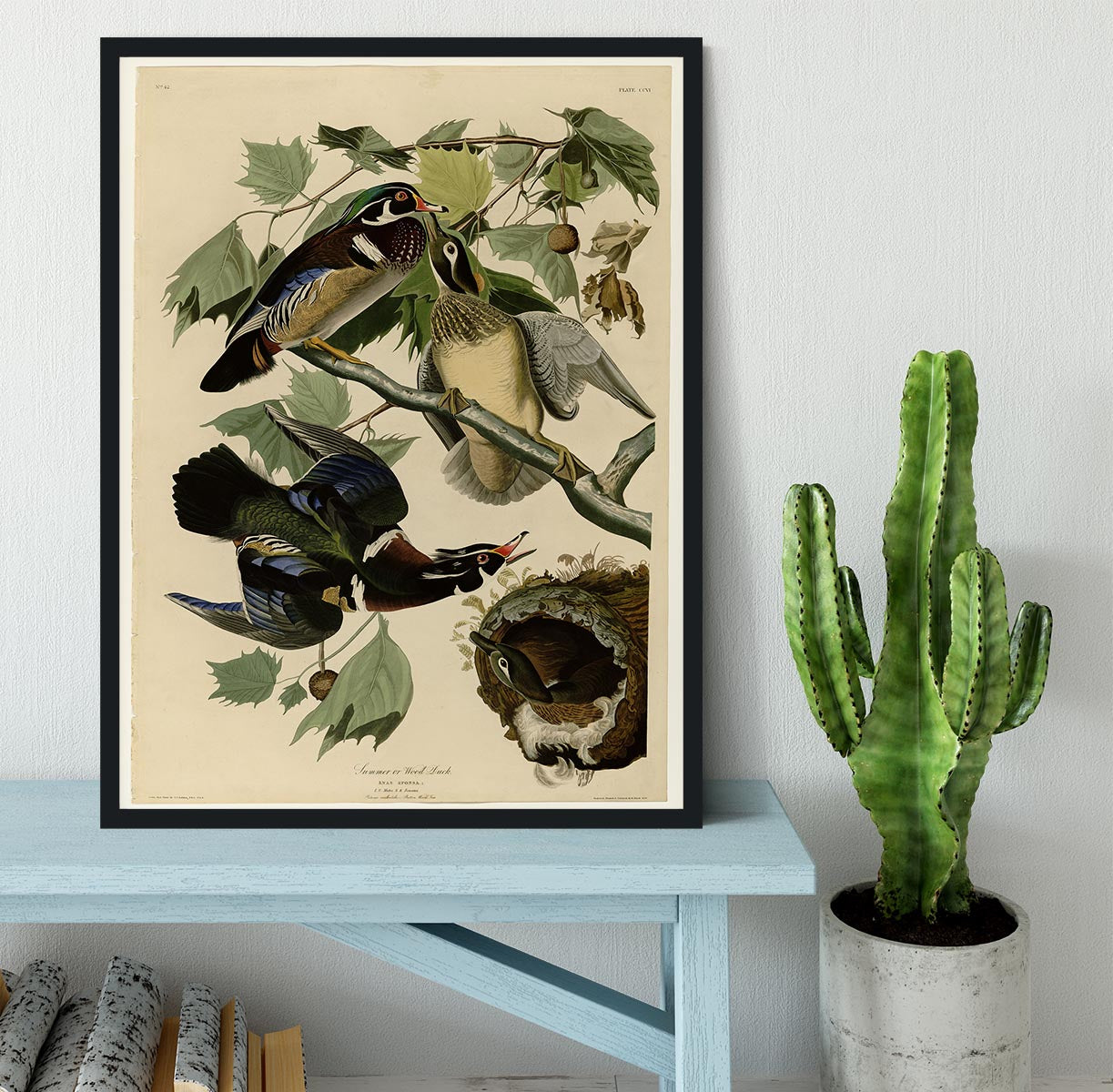 Summer Duck by Audubon Framed Print - Canvas Art Rocks - 2