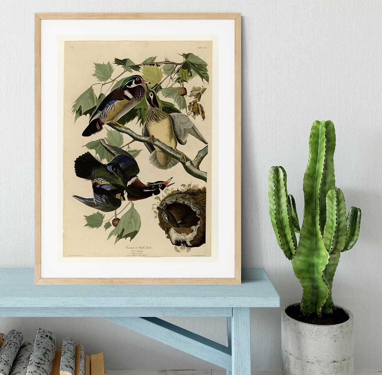 Summer Duck by Audubon Framed Print - Canvas Art Rocks - 3