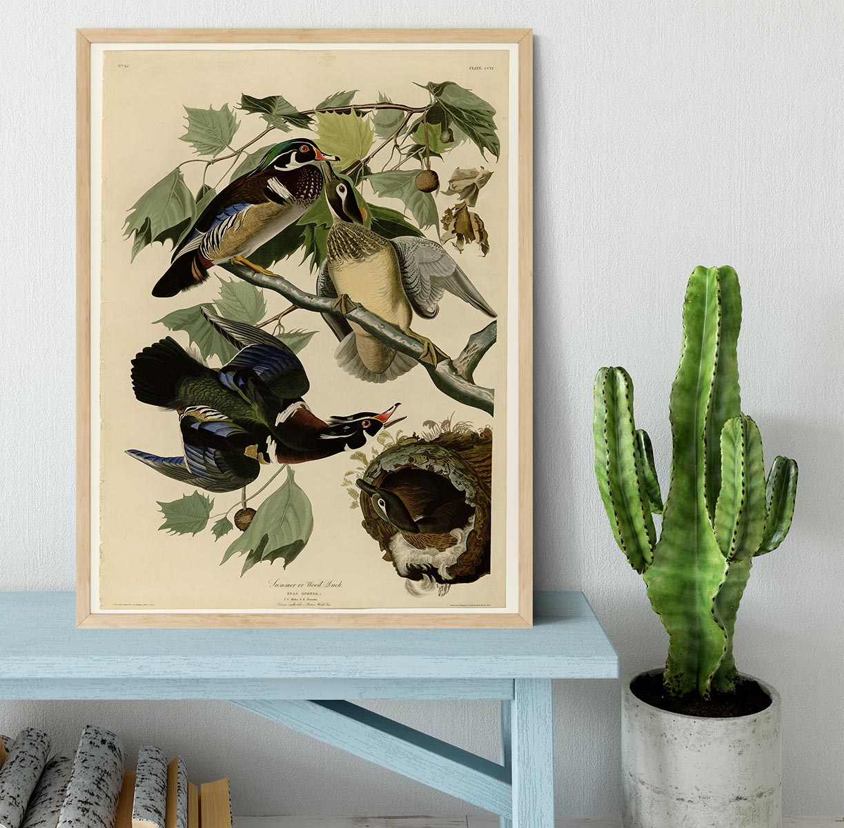 Summer Duck by Audubon Framed Print - Canvas Art Rocks - 4