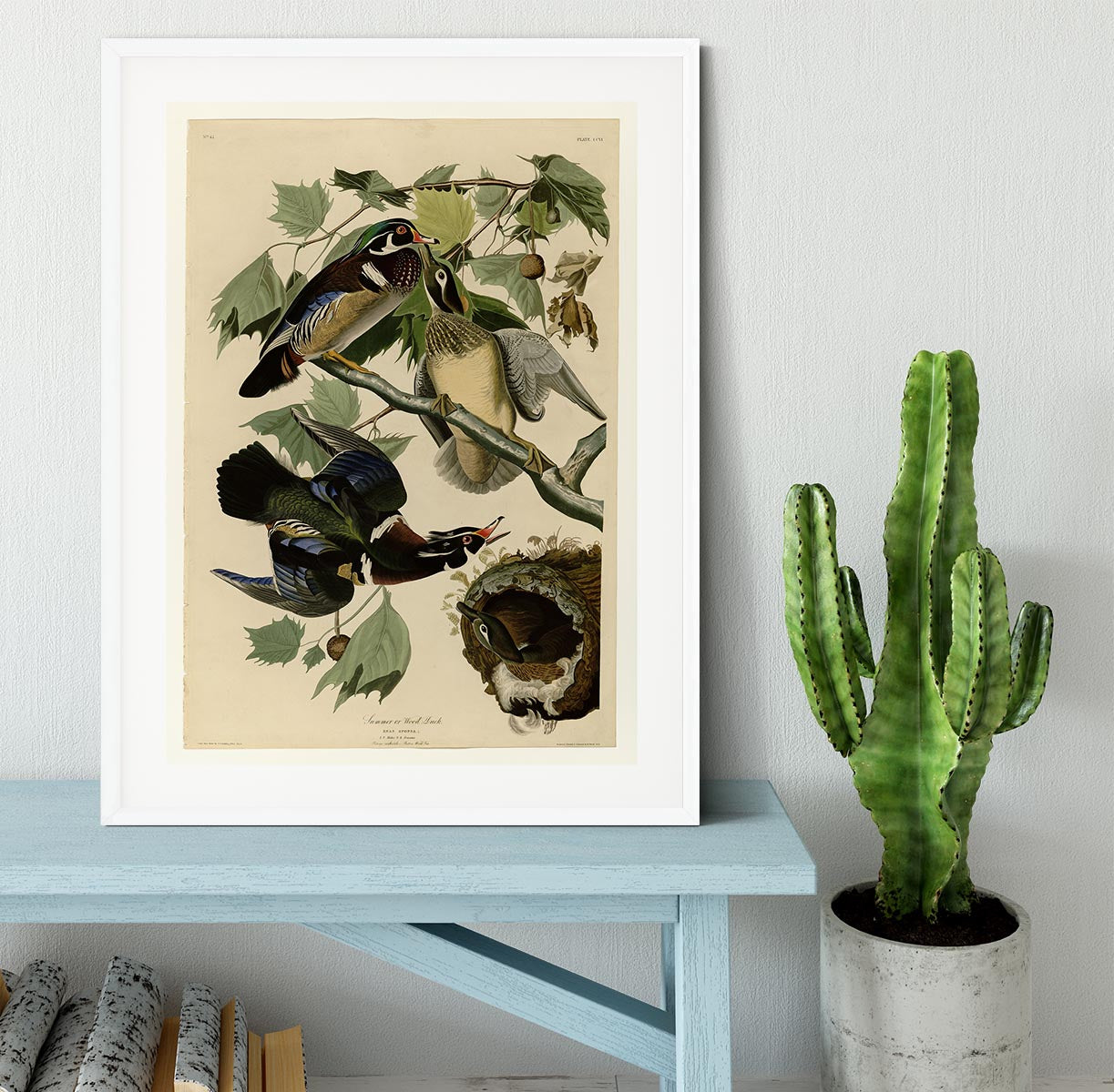 Summer Duck by Audubon Framed Print - Canvas Art Rocks - 5