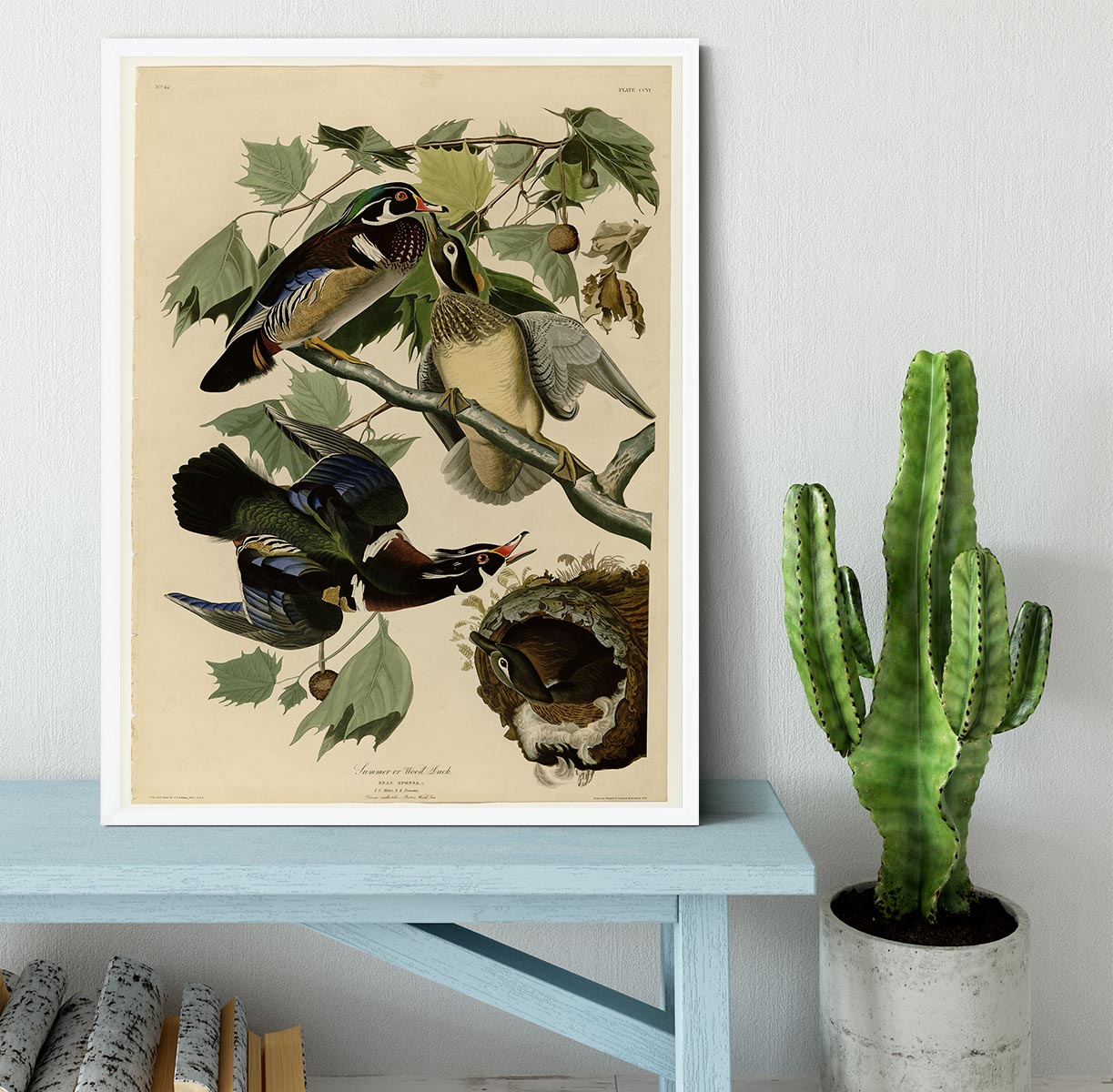 Summer Duck by Audubon Framed Print - Canvas Art Rocks -6