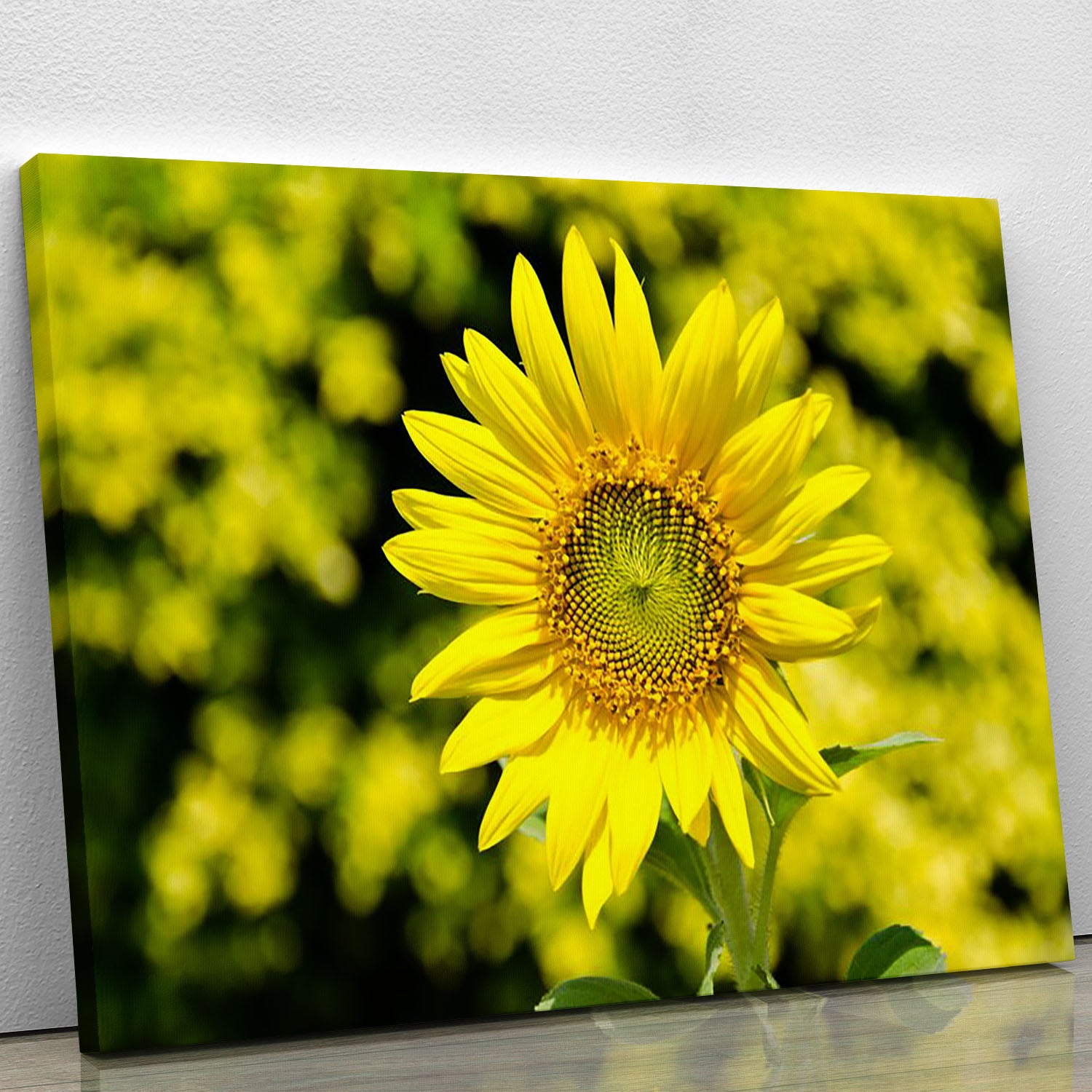 Sunflowers bloom in summer Canvas Print or Poster - Canvas Art Rocks - 1