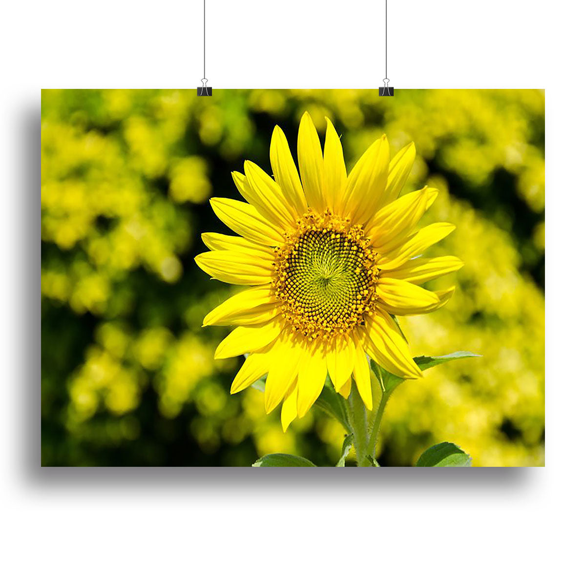 Sunflowers bloom in summer Canvas Print or Poster - Canvas Art Rocks - 2