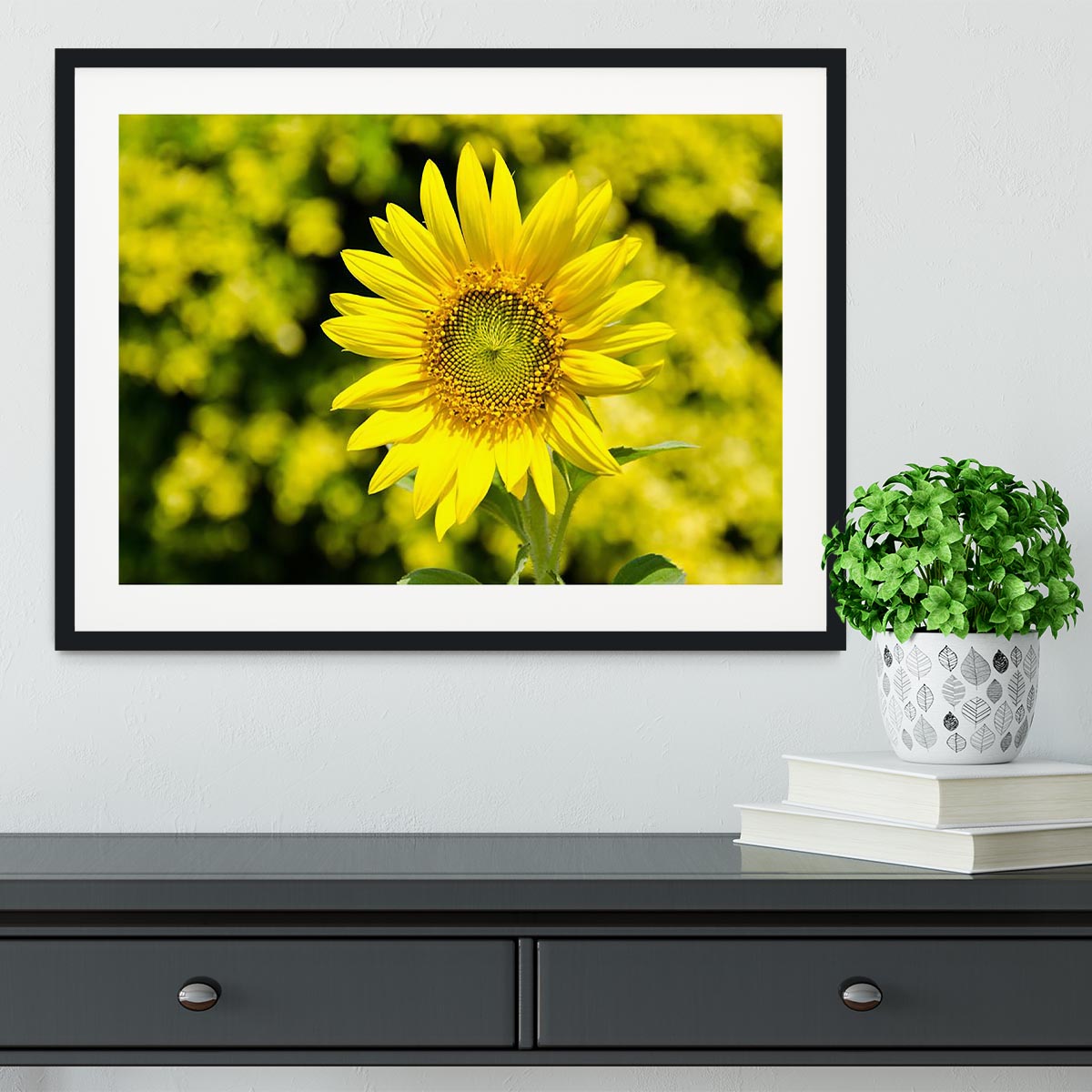 Sunflowers bloom in summer Framed Print - Canvas Art Rocks - 1