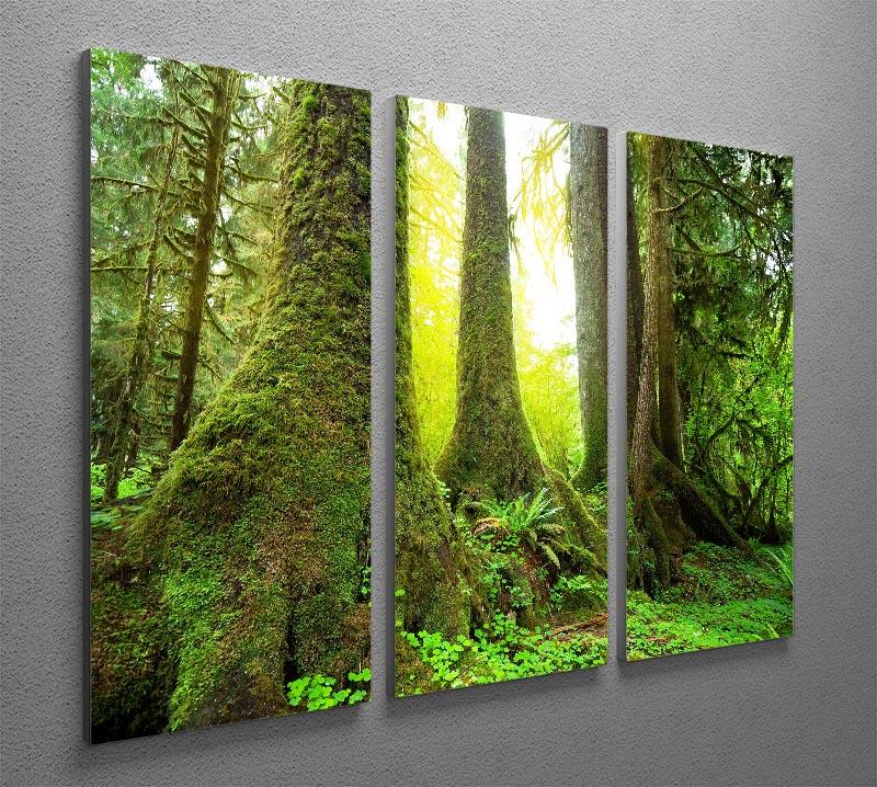 Sunny beams in forest 3 Split Panel Canvas Print - Canvas Art Rocks - 2