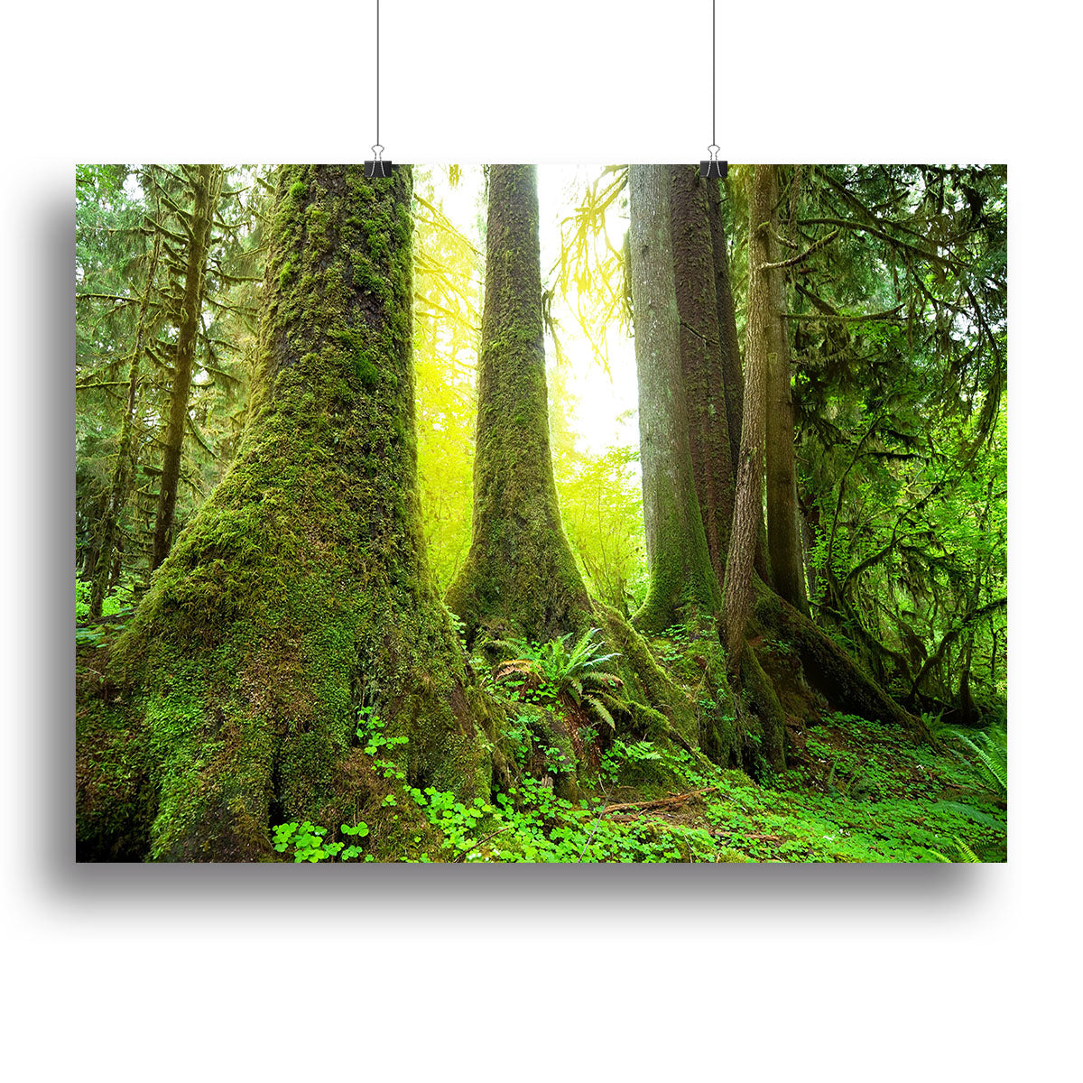 Sunny beams in forest Canvas Print or Poster - Canvas Art Rocks - 2