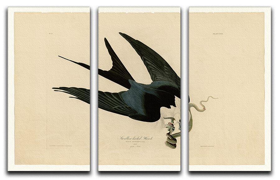 Swallow tailed Hawk by Audubon 3 Split Panel Canvas Print - Canvas Art Rocks - 1