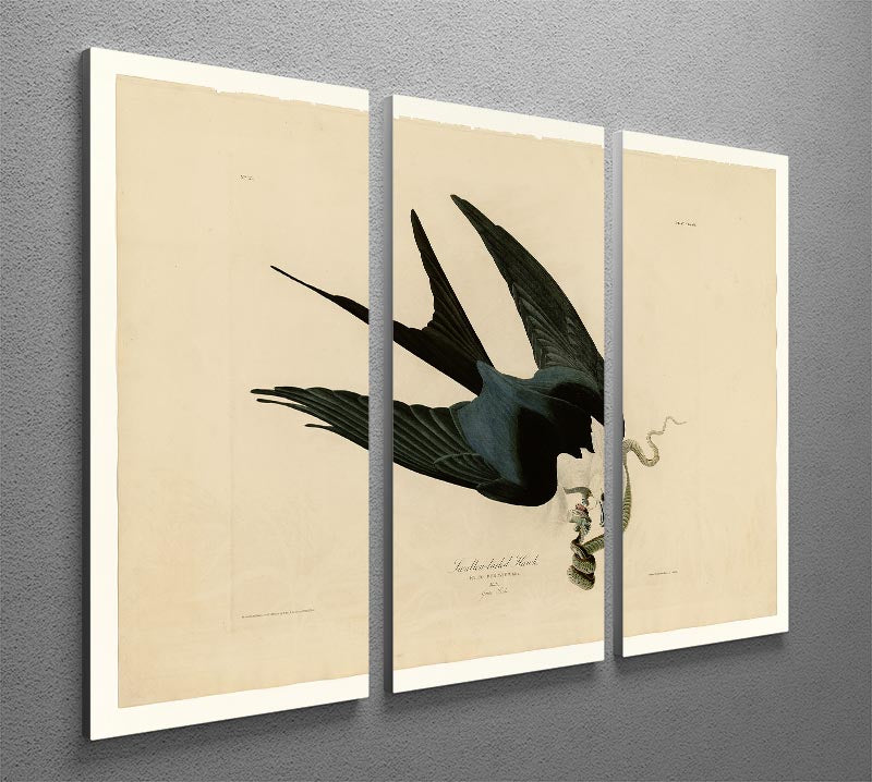 Swallow tailed Hawk by Audubon 3 Split Panel Canvas Print - Canvas Art Rocks - 2