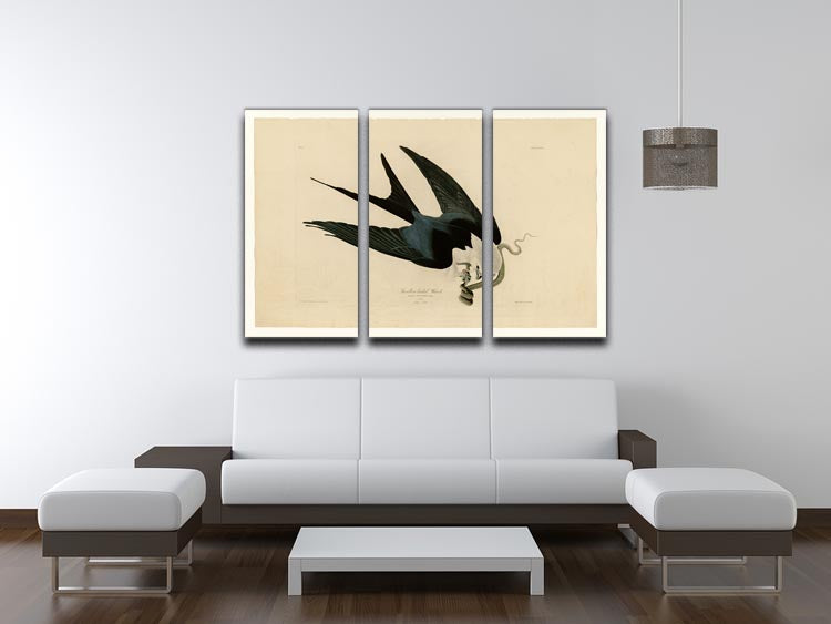 Swallow tailed Hawk by Audubon 3 Split Panel Canvas Print - Canvas Art Rocks - 3