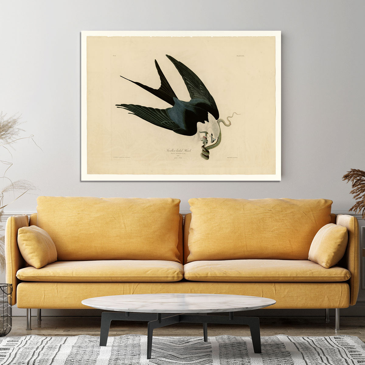 Swallow tailed Hawk by Audubon Canvas Print or Poster - Canvas Art Rocks - 4