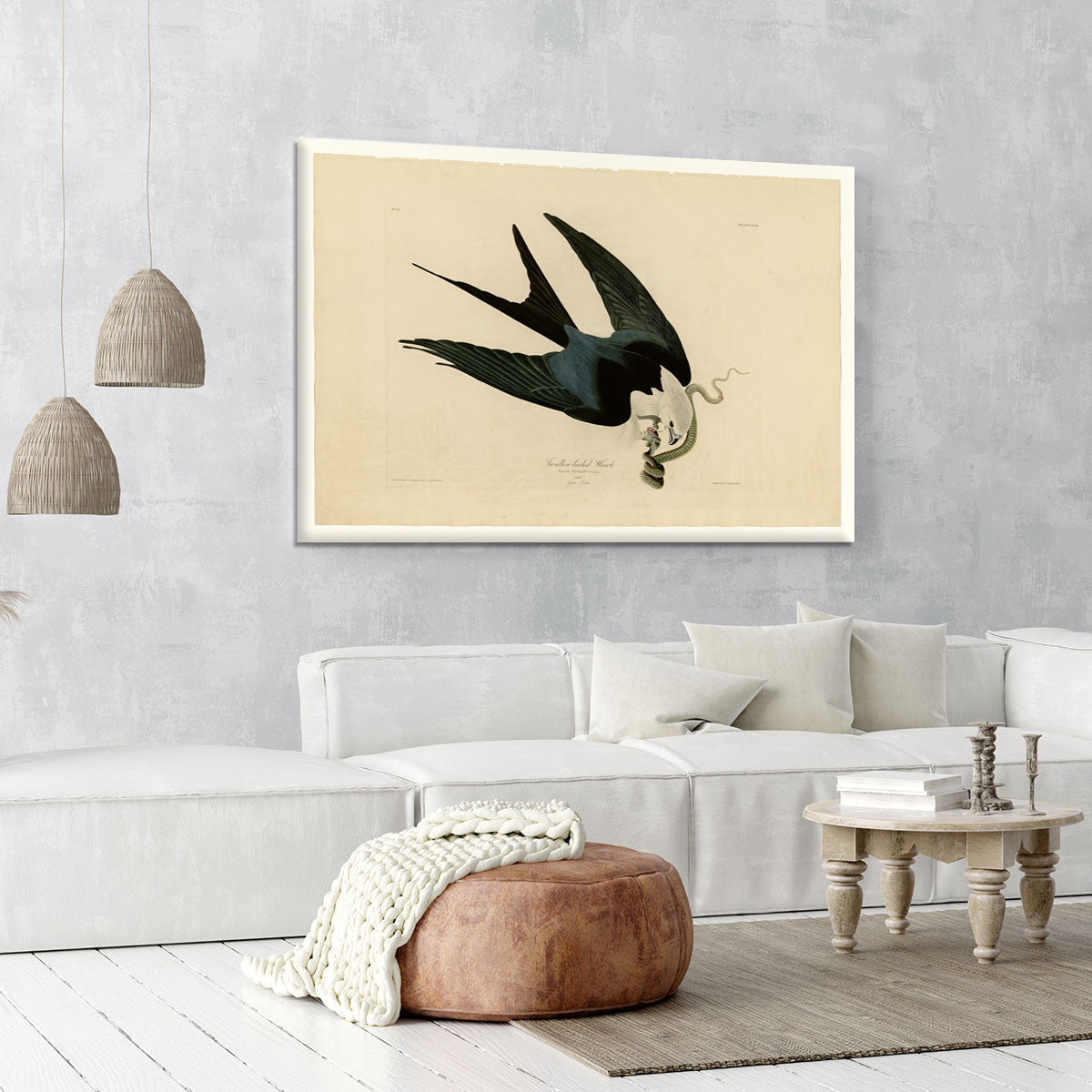 Swallow tailed Hawk by Audubon Canvas Print or Poster - Canvas Art Rocks - 6