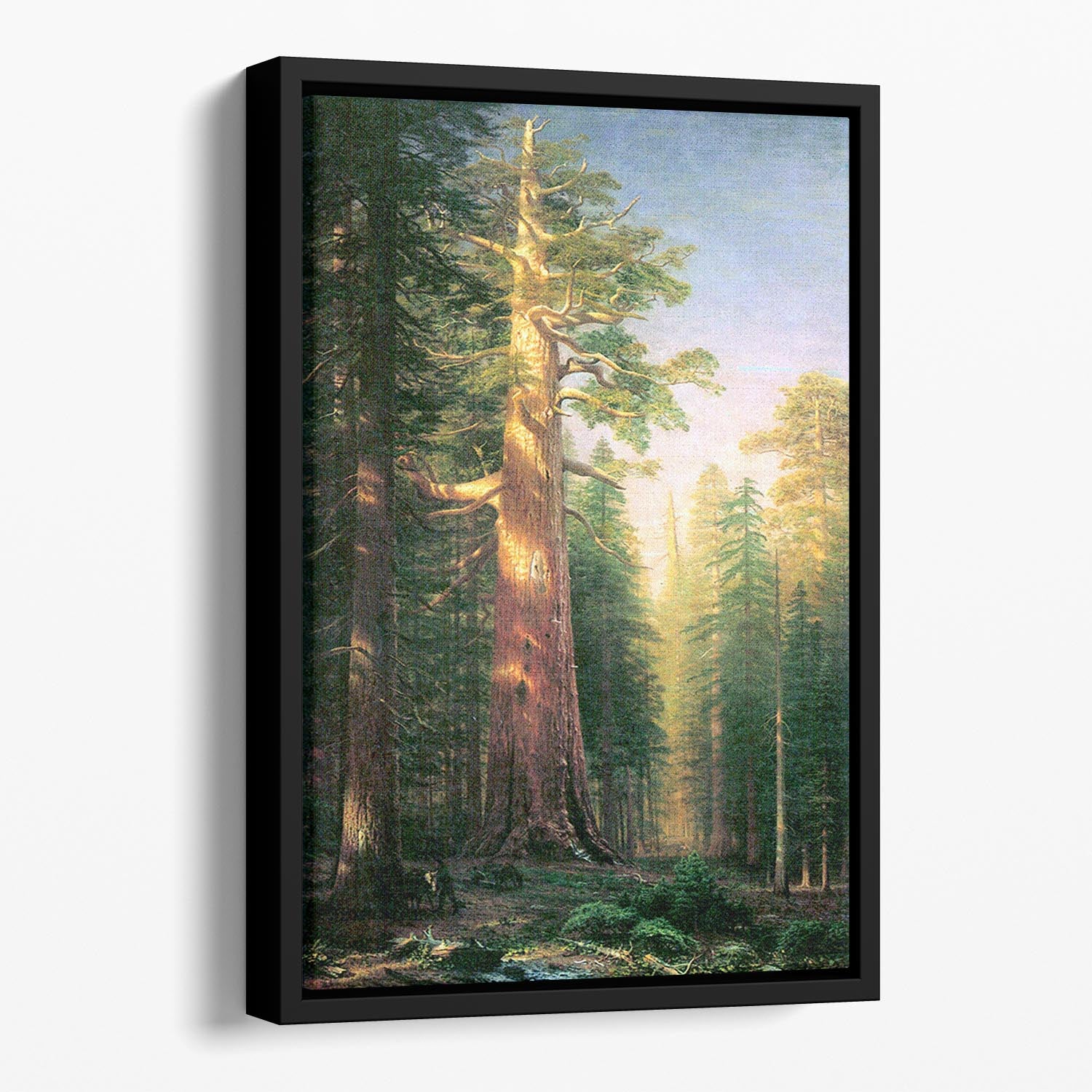The big trees Mariposa Grove California by Bierstadt Floating Framed Canvas - Canvas Art Rocks - 1
