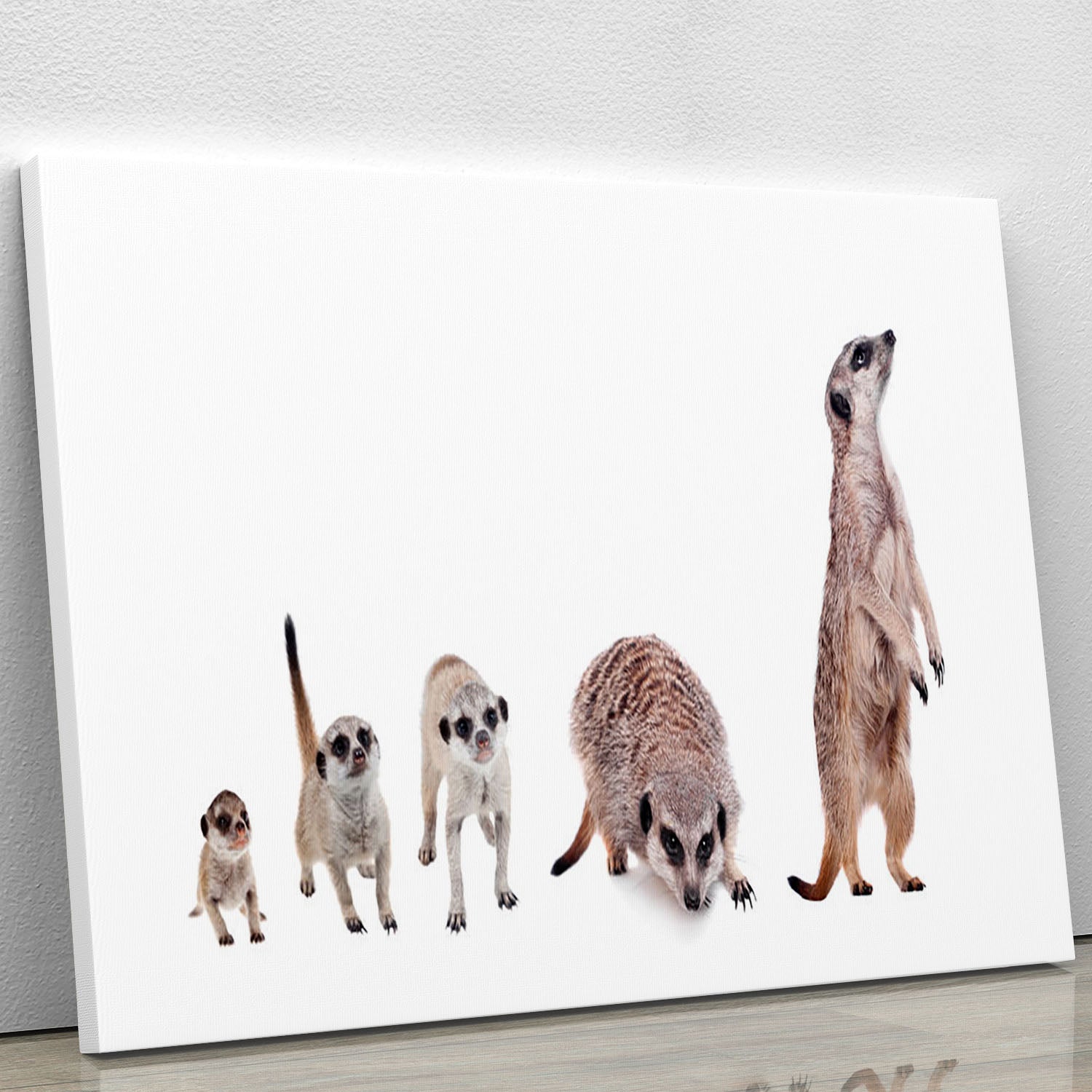 The meerkats on white Canvas Print or Poster - Canvas Art Rocks - 1