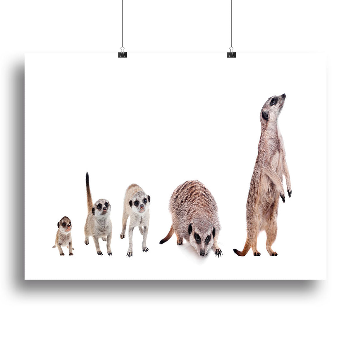 The meerkats on white Canvas Print or Poster - Canvas Art Rocks - 2