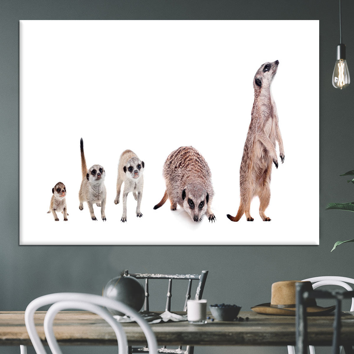 The meerkats on white Canvas Print or Poster - Canvas Art Rocks - 3