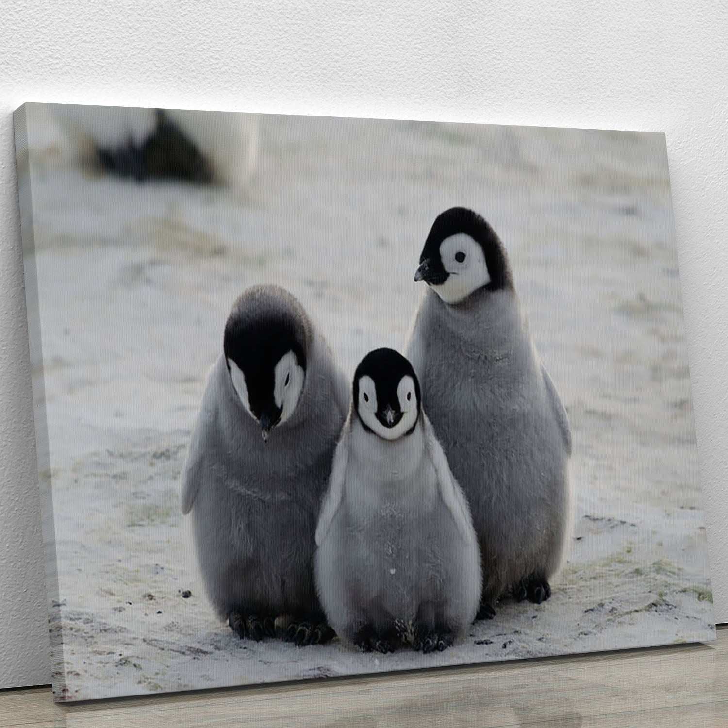 Three Emperor Penguin Chicks Together Canvas Print or Poster - Canvas Art Rocks - 1