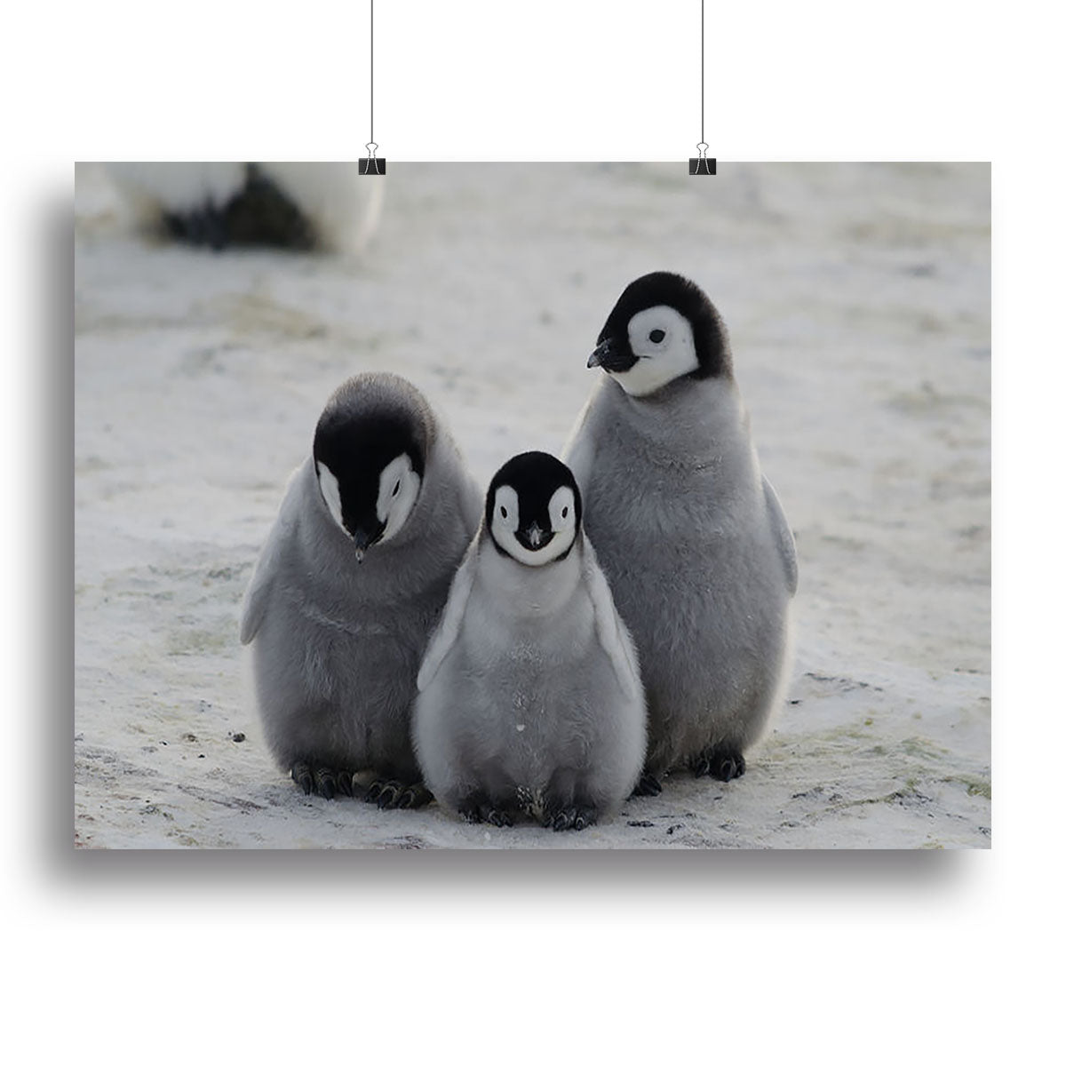 Three Emperor Penguin Chicks Together Canvas Print or Poster - Canvas Art Rocks - 2