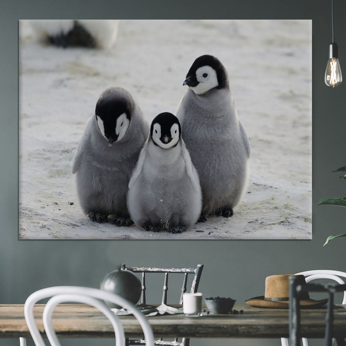 Three Emperor Penguin Chicks Together Canvas Print or Poster - Canvas Art Rocks - 3