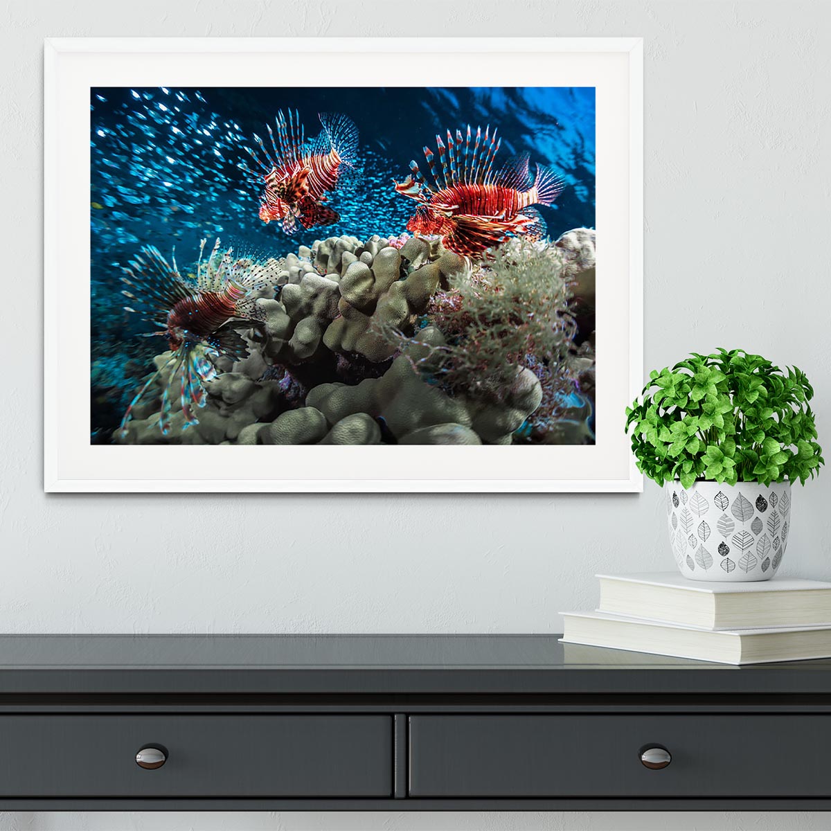 Three Lion fishes and school of bait fish Framed Print - Canvas Art Rocks - 5