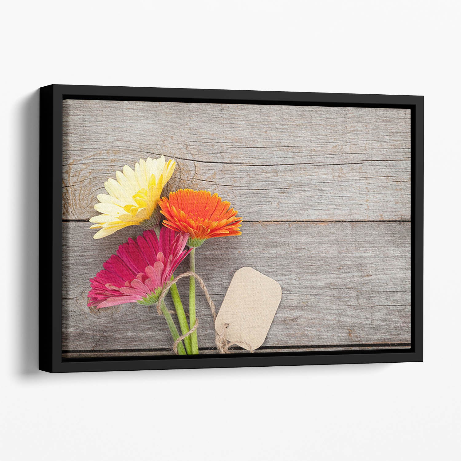 Three colorful gerbera flowers Floating Framed Canvas