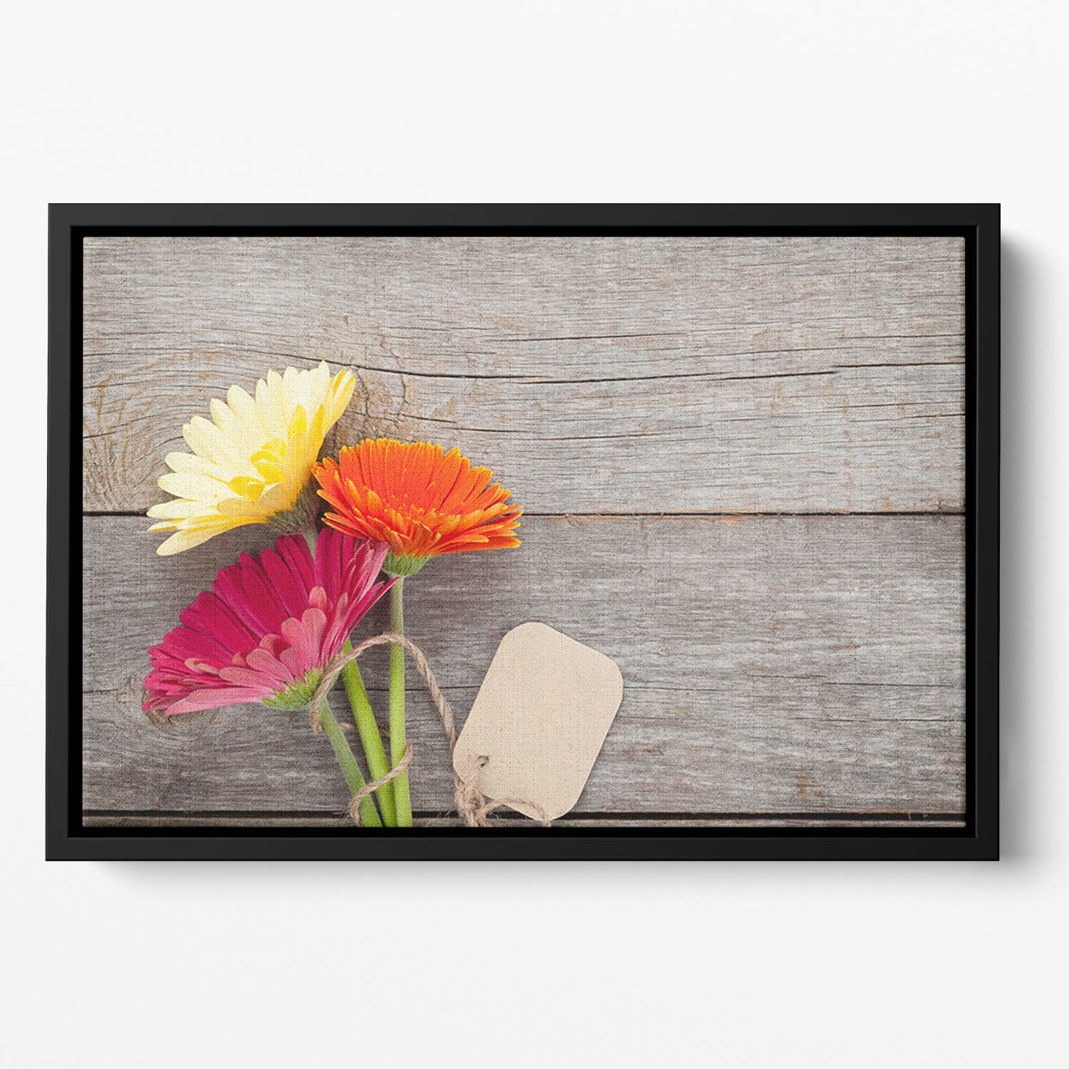 Three colorful gerbera flowers Floating Framed Canvas