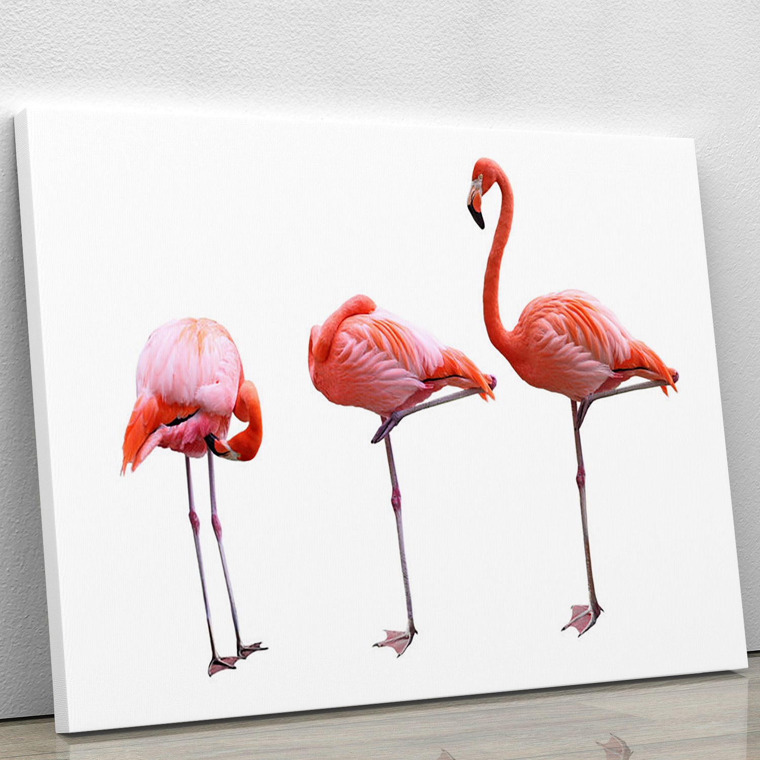 Three flamingo birds isolated on white background Canvas Print or Poster - Canvas Art Rocks - 1