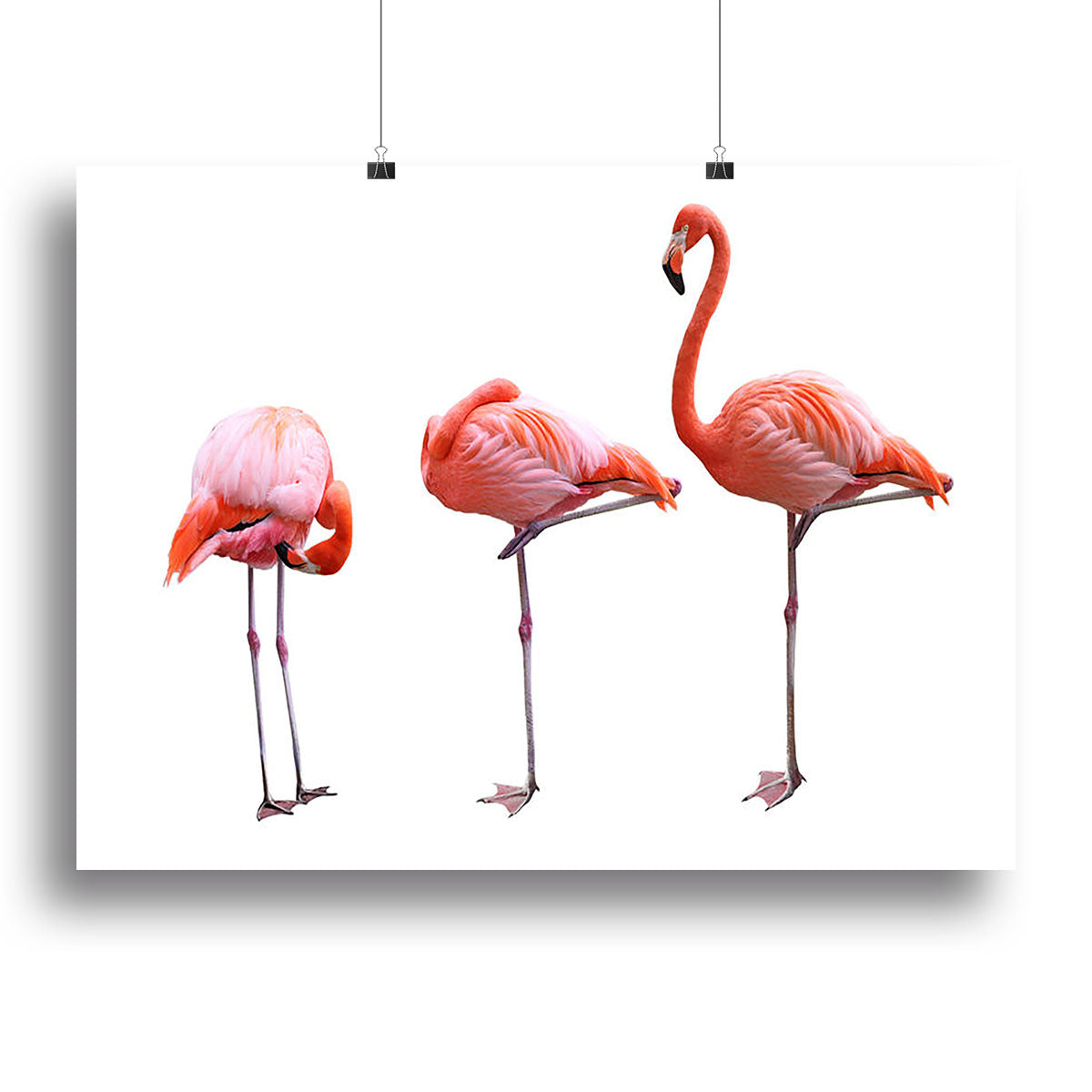 Three flamingo birds isolated on white background Canvas Print or Poster - Canvas Art Rocks - 2