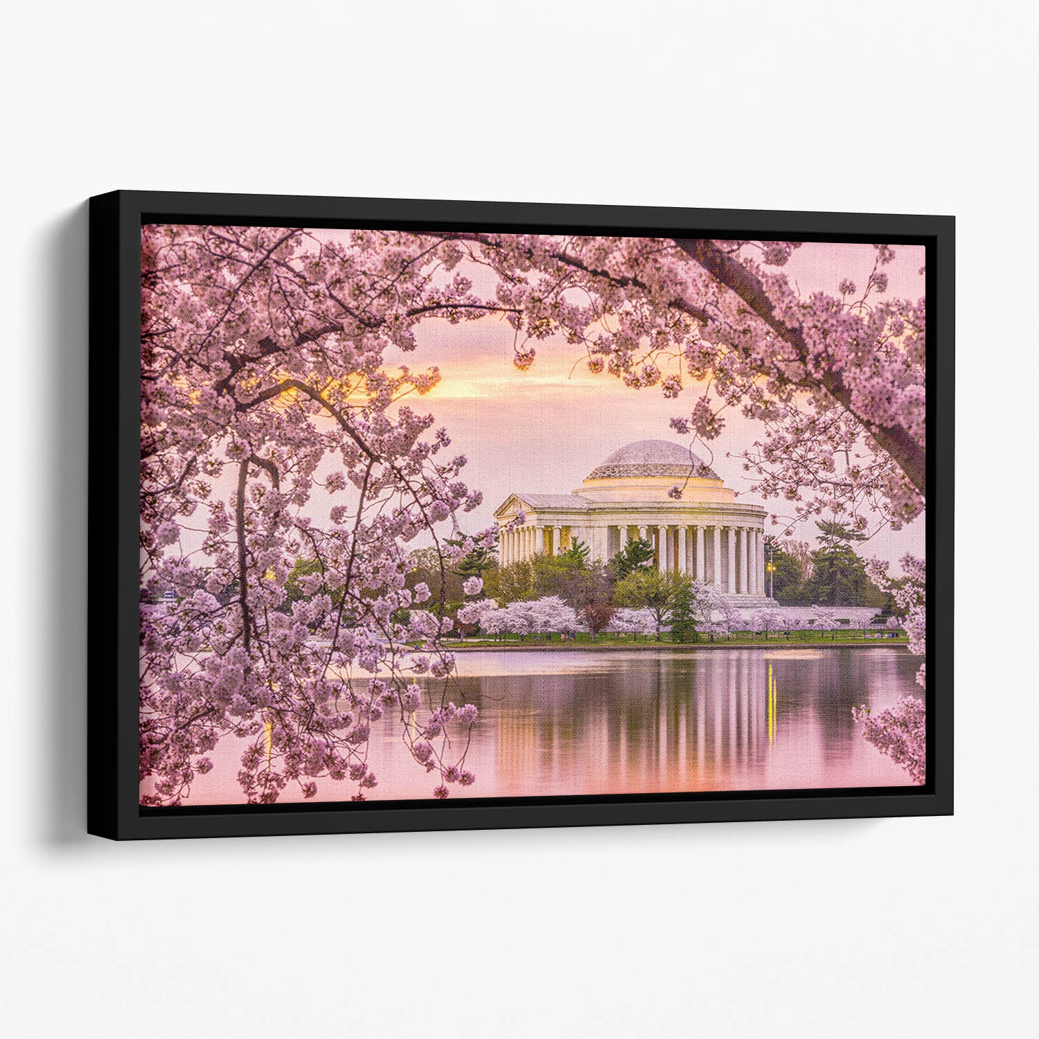 Tidal Basin and Jefferson Memorial cherry blossom season Floating Framed Canvas