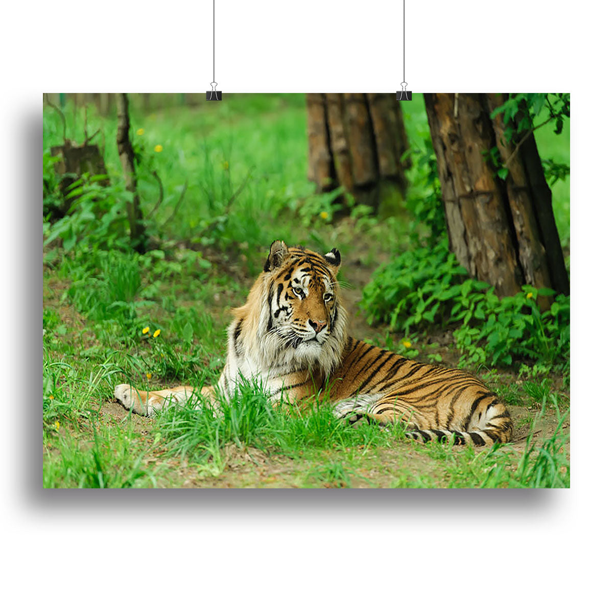 Tiger on the green grass Canvas Print or Poster - Canvas Art Rocks - 2