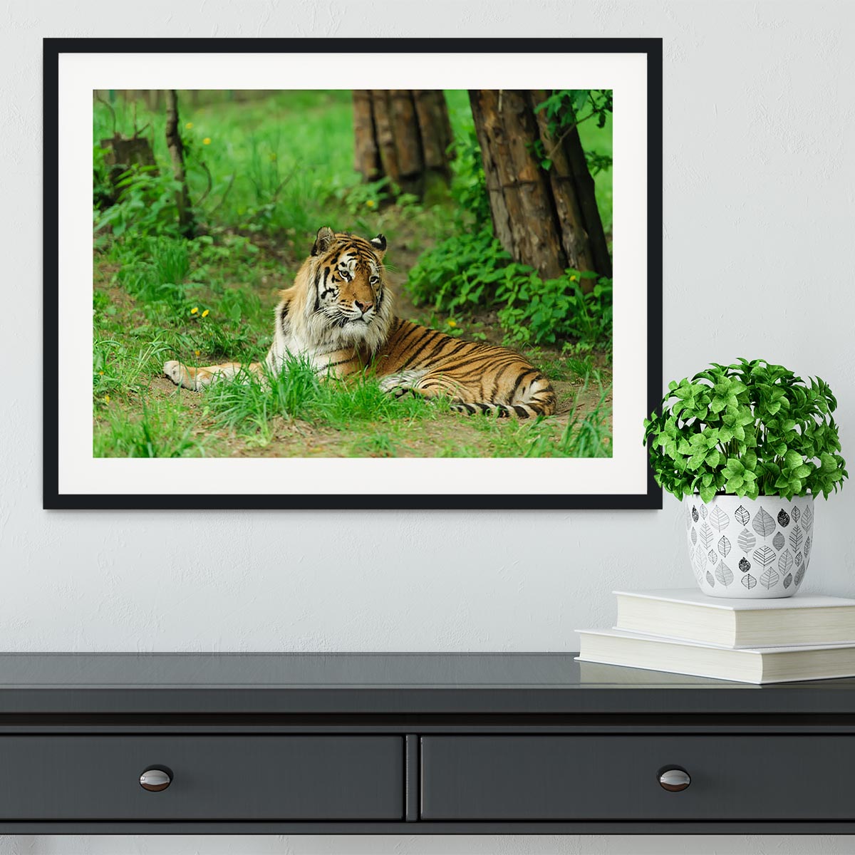Tiger on the green grass Framed Print - Canvas Art Rocks - 1