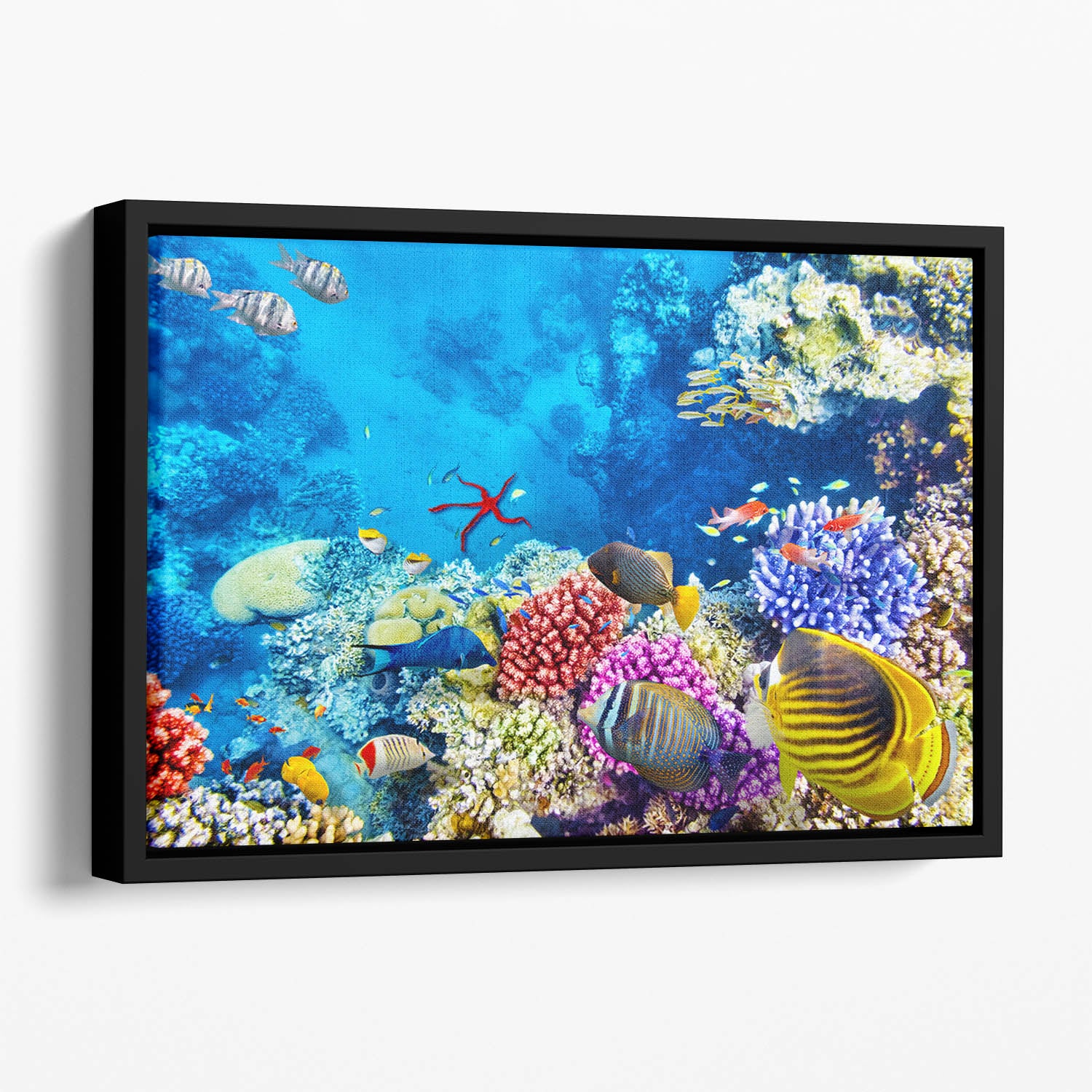 Tropical fish Floating Framed Canvas