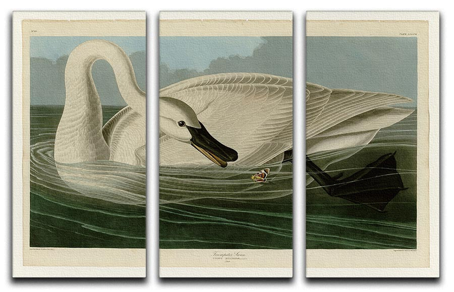 Trumpeter Swan by Audubon 3 Split Panel Canvas Print - Canvas Art Rocks - 1