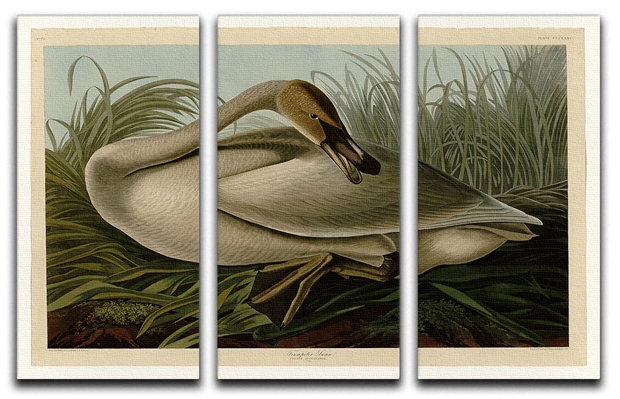 Trumpeter_Swan by Audubon 3 Split Panel Canvas Print - Canvas Art Rocks - 1