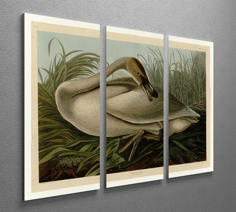Trumpeter_Swan by Audubon 3 Split Panel Canvas Print - Canvas Art Rocks - 2