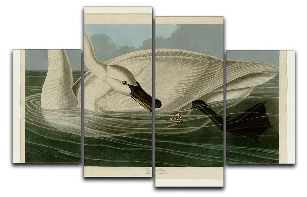 Trumpeter Swan by Audubon 4 Split Panel Canvas - Canvas Art Rocks - 1