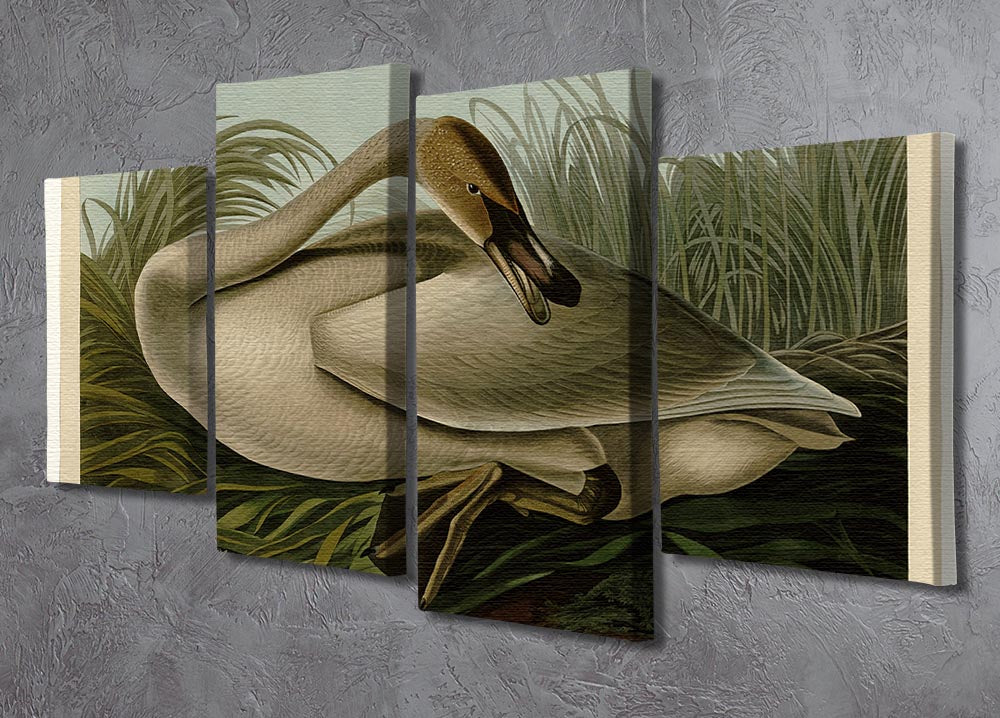 Trumpeter_Swan by Audubon 4 Split Panel Canvas - Canvas Art Rocks - 2