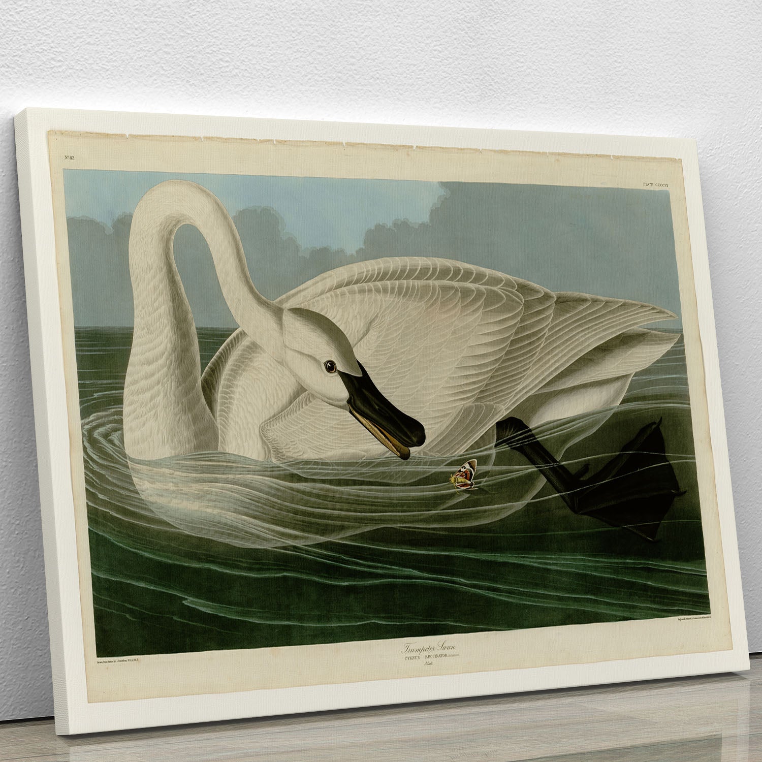Trumpeter Swan by Audubon Canvas Print or Poster - Canvas Art Rocks - 1