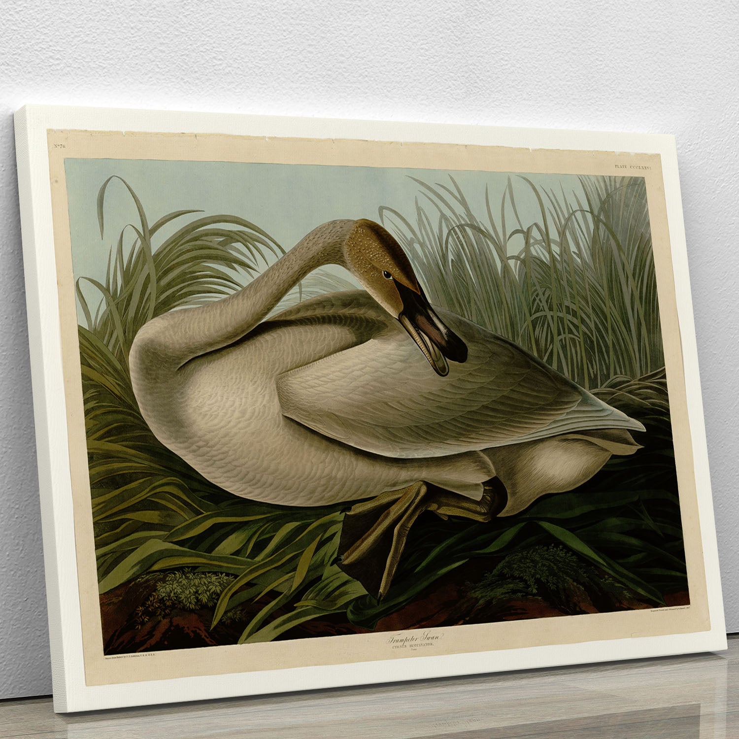Trumpeter_Swan by Audubon Canvas Print or Poster - Canvas Art Rocks - 1