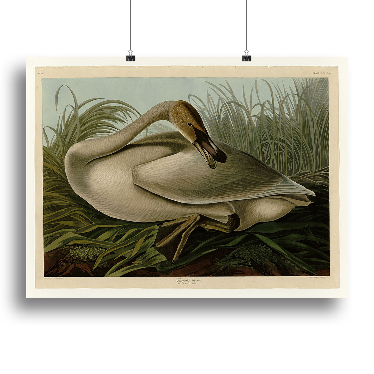 Trumpeter_Swan by Audubon Canvas Print or Poster - Canvas Art Rocks - 2