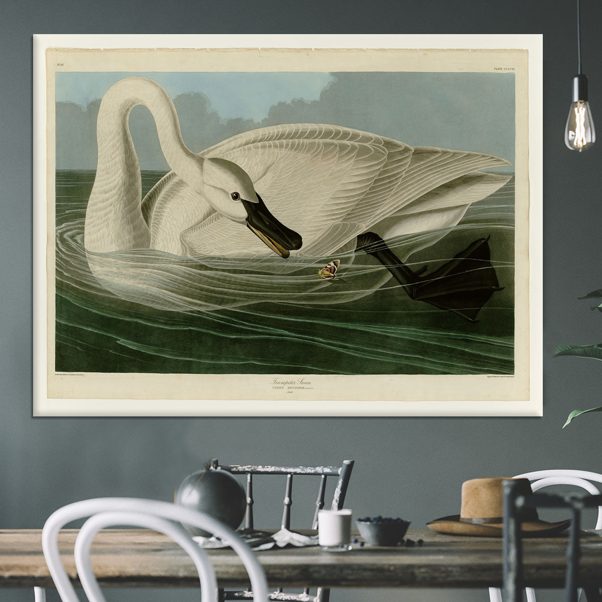 Trumpeter Swan by Audubon Canvas Print or Poster - Canvas Art Rocks - 3