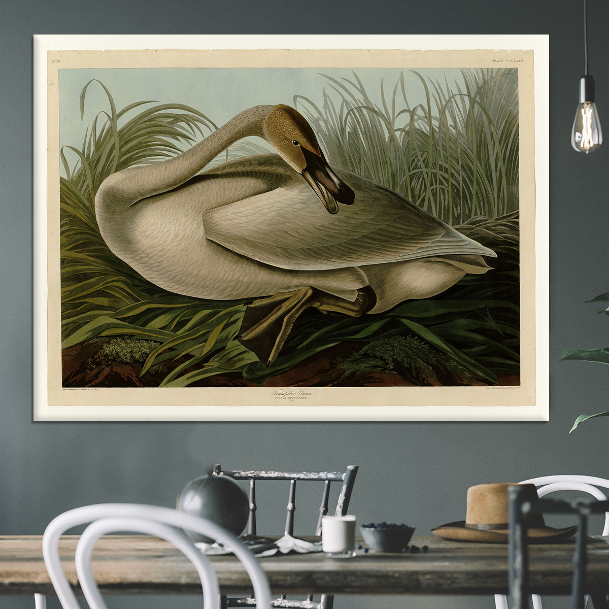 Trumpeter_Swan by Audubon Canvas Print or Poster - Canvas Art Rocks - 3