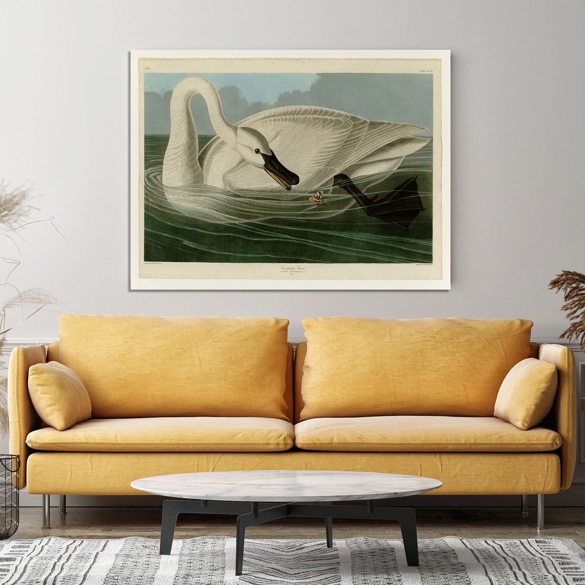 Trumpeter Swan by Audubon Canvas Print or Poster - Canvas Art Rocks - 4