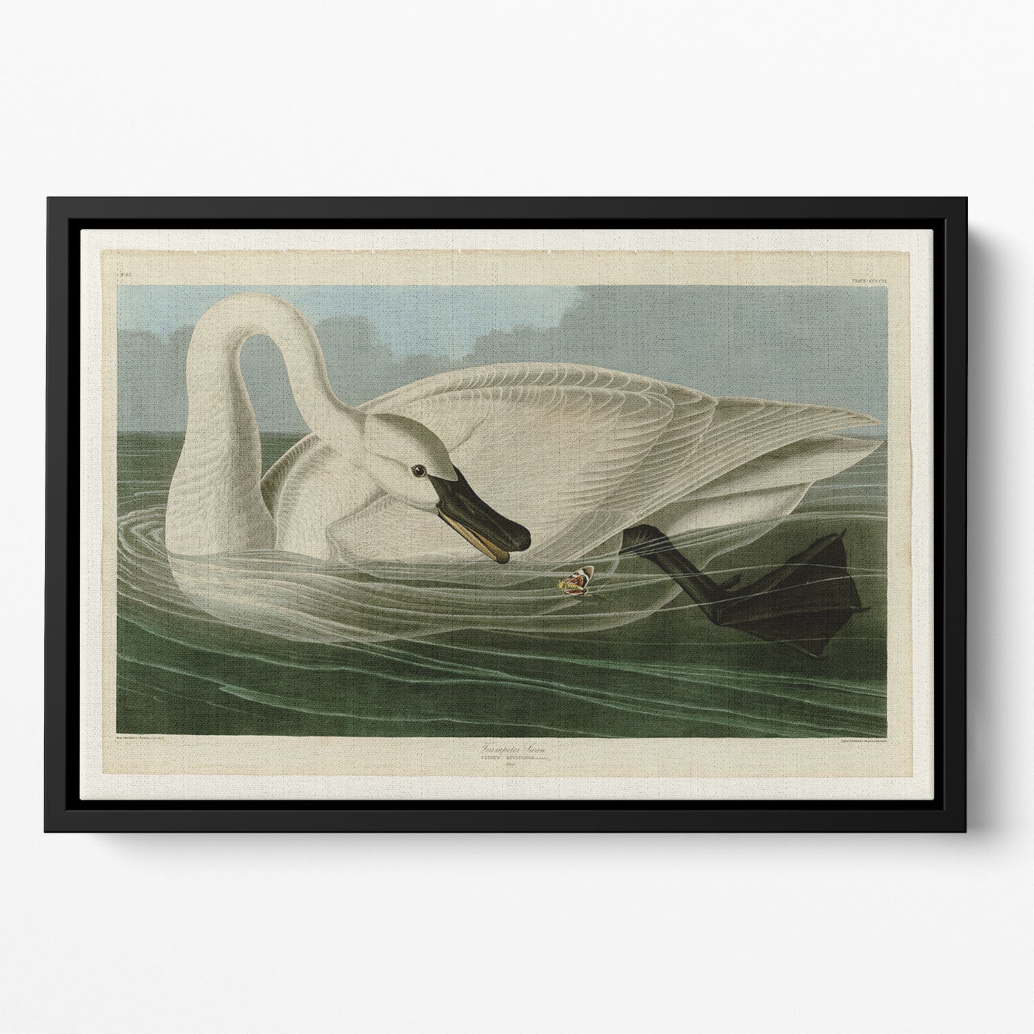 Trumpeter Swan by Audubon Floating Framed Canvas