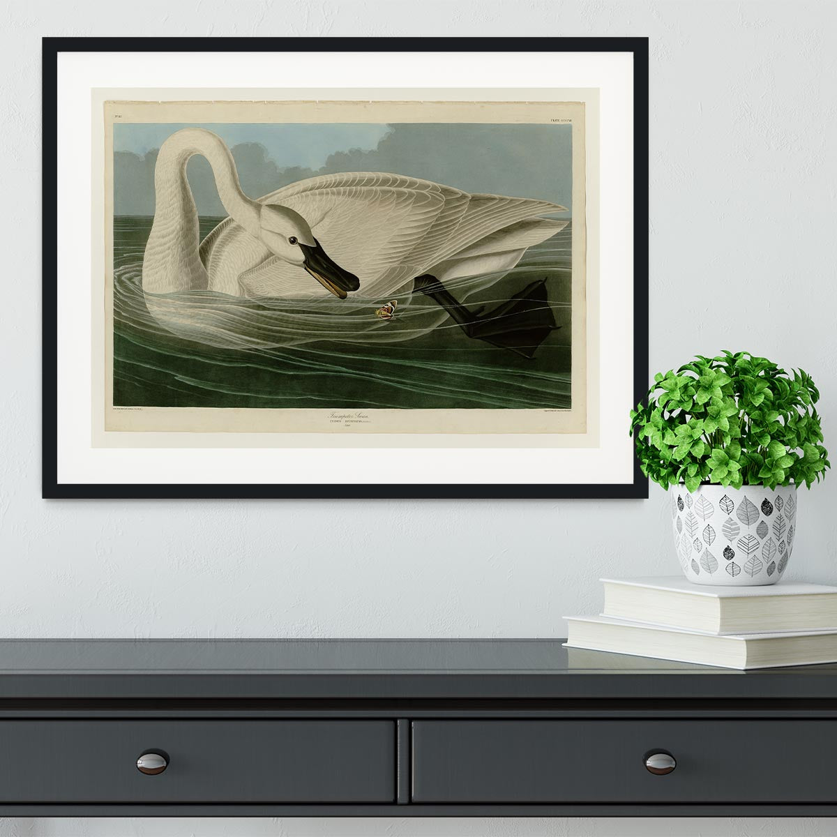 Trumpeter Swan by Audubon Framed Print - Canvas Art Rocks - 1