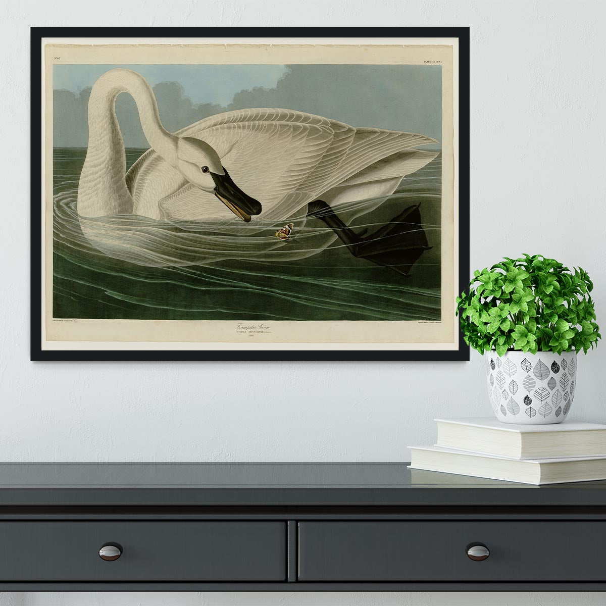 Trumpeter Swan by Audubon Framed Print - Canvas Art Rocks - 2